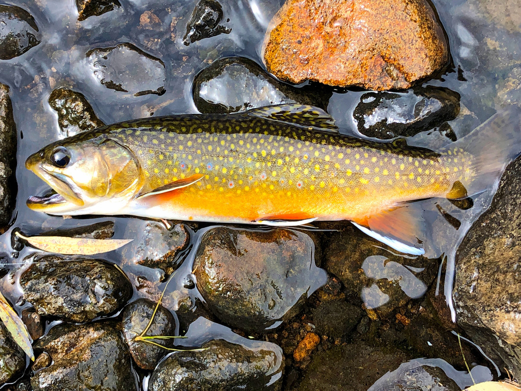 AF435190-1867-48F4-921B-085961C53016