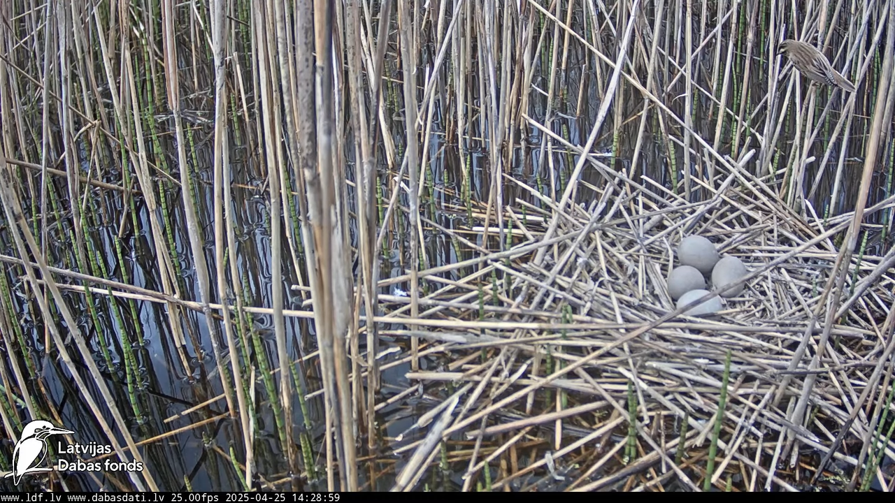 LDF Lielais dumpis (Botaurus stellaris) Zemītes pagastā 15-16-9 screenshot