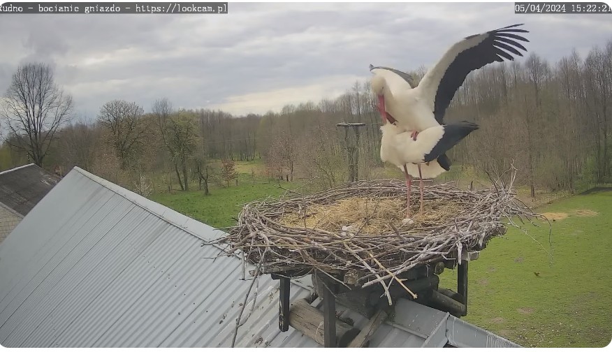 ScreenHunter_522 Apr. 05 16.25