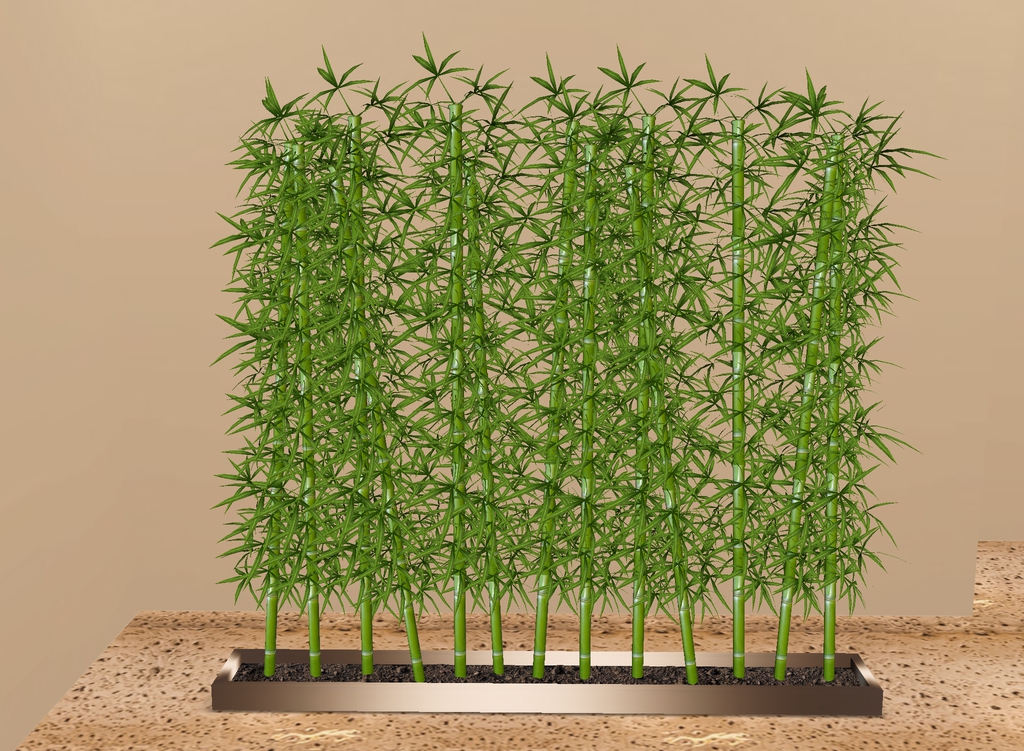 lsb-bamboo-plants