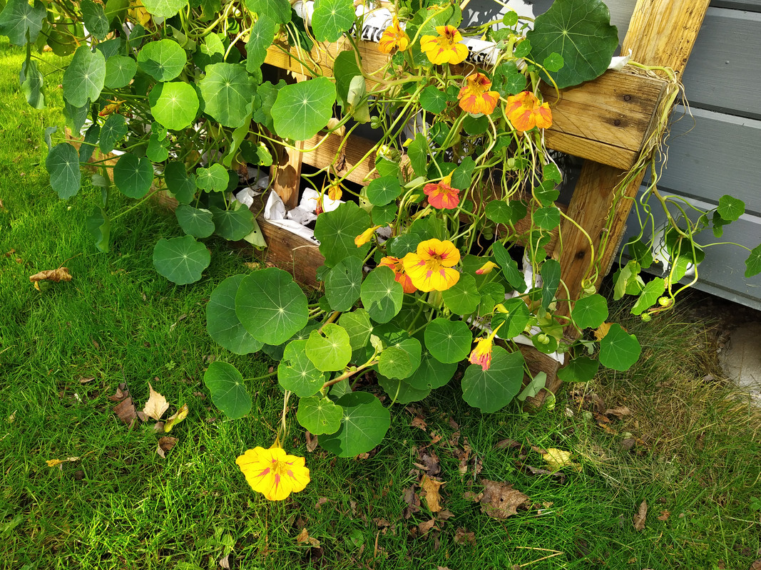 IMG_20201015_101631_1