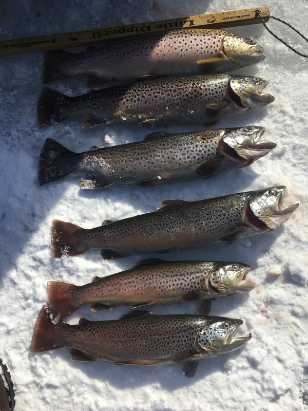 Trout March 1-19