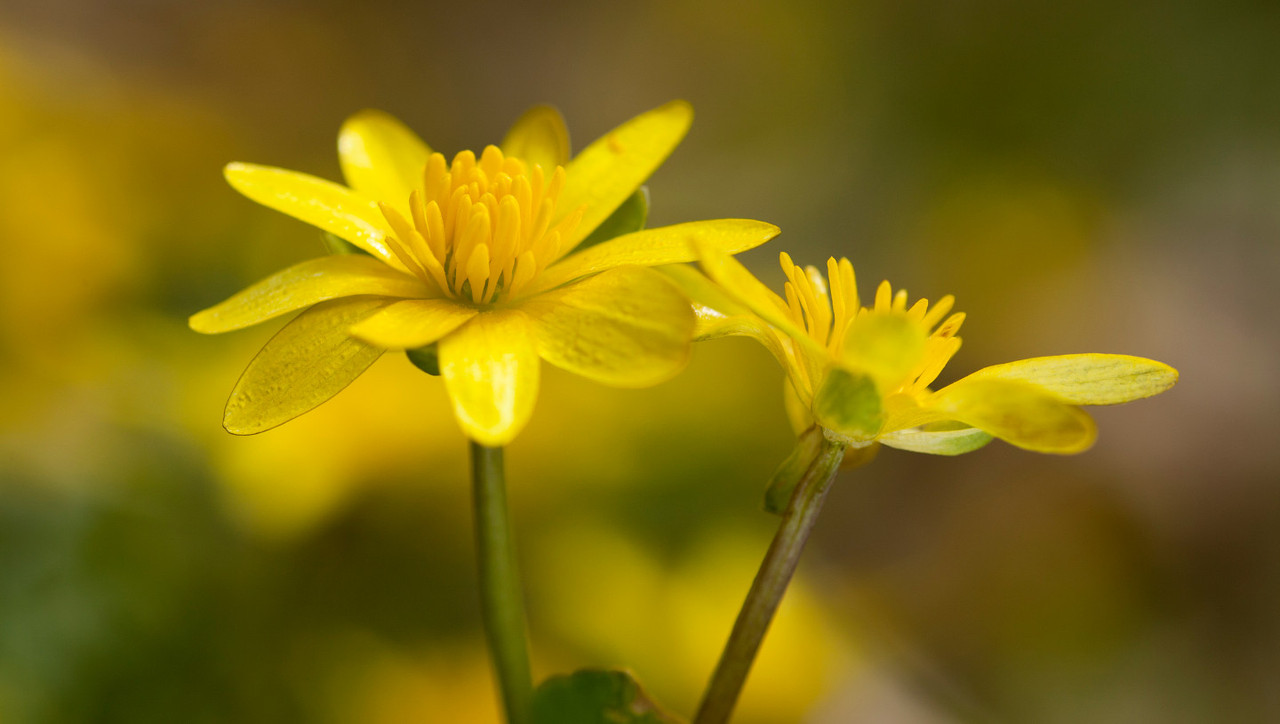 lesser-celandine-wtml-1035571-richard-becker