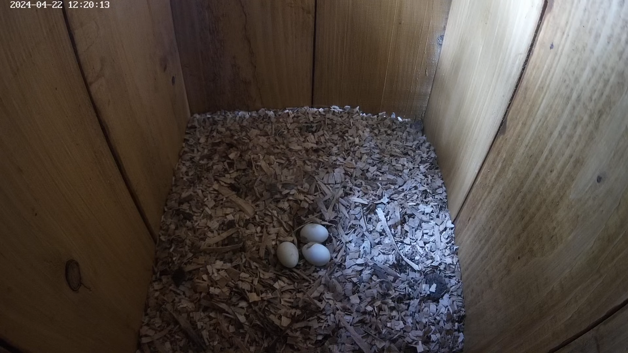 LIVE Nest Cam - Eurasian hoopoe (Polgár, Hungary) 7-59-7 screenshot