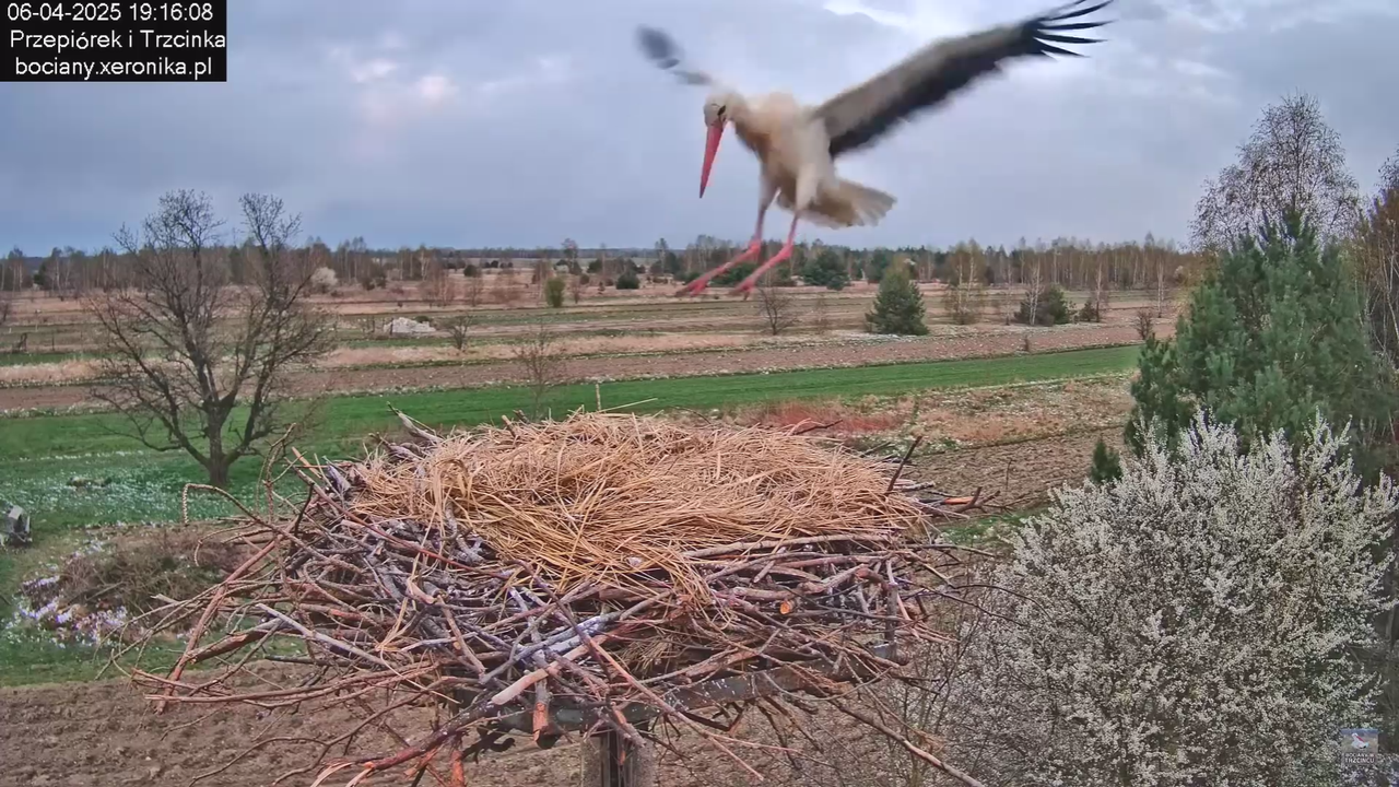 06042025bocianzostaje_0