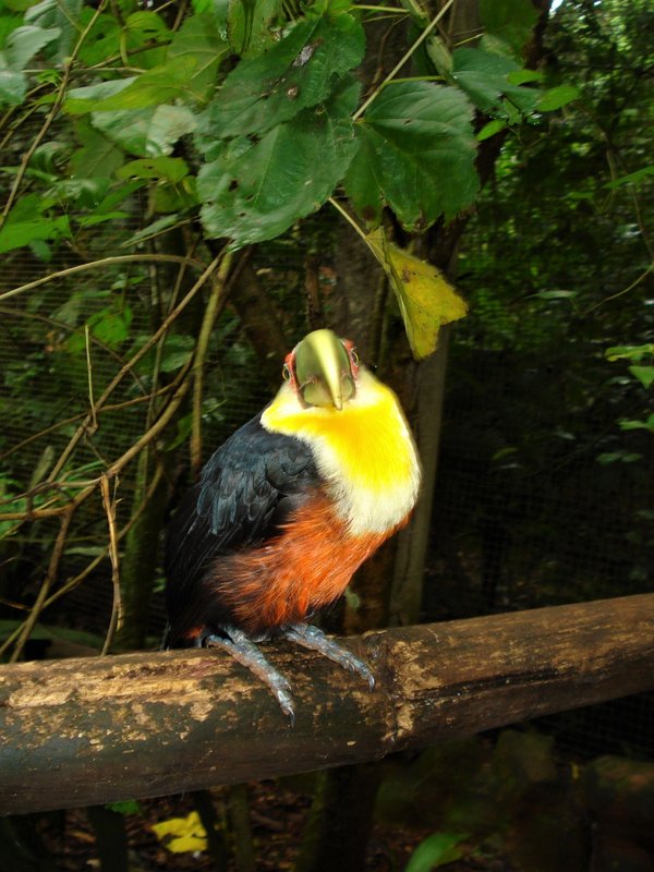 Parque de las Aves-25-2-2010 - Brasil y sus pueblos-2010 (19)