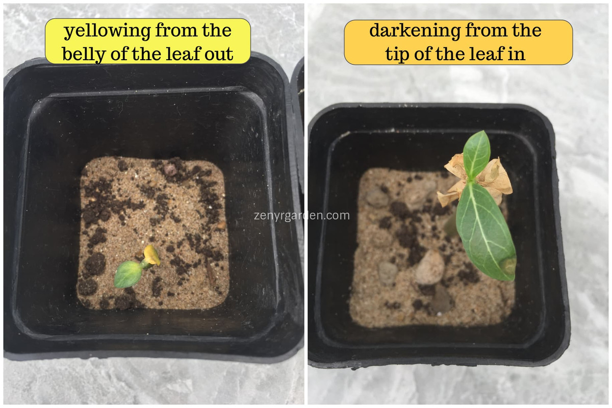 comparison-of-adenium-leaves-changes.jpg