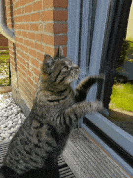 galaxy-s8-poes.gif