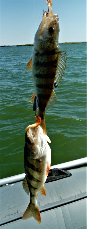 DSC_0985 — копия