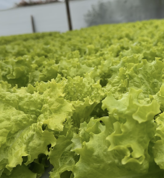 la nutrición como base de una agricultura eficiente