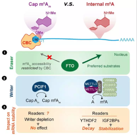 m6A功能_5