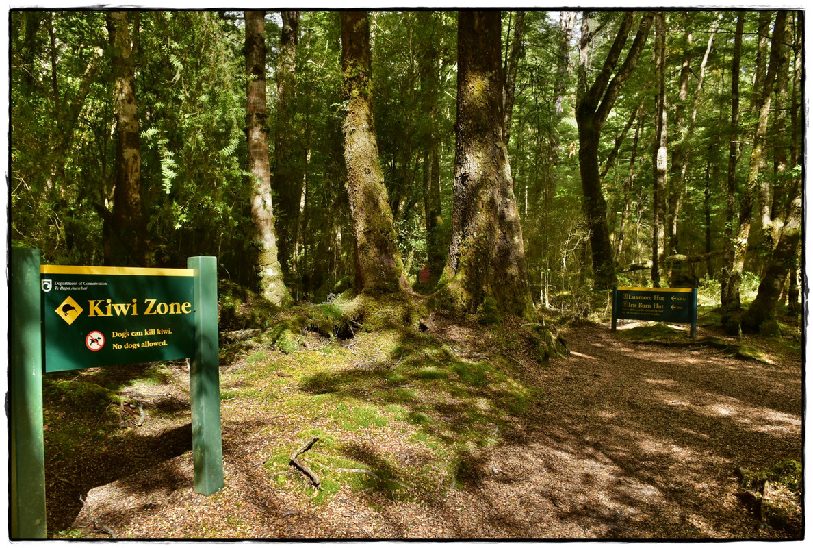 Fiordland NP: Kepler Track (febrero 2022) - Escapadas y rutas por la Nueva Zelanda menos conocida (6)