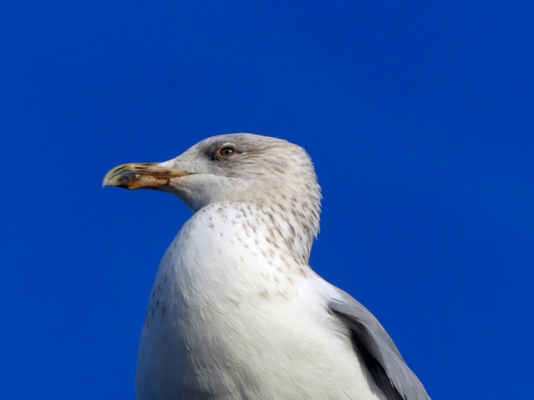 HERRING GULL 1
