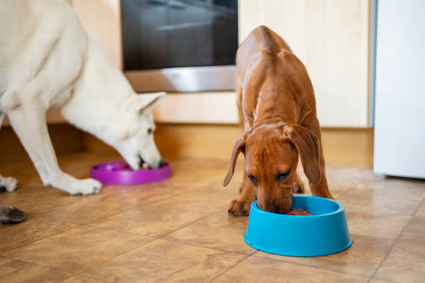 dog liver disease