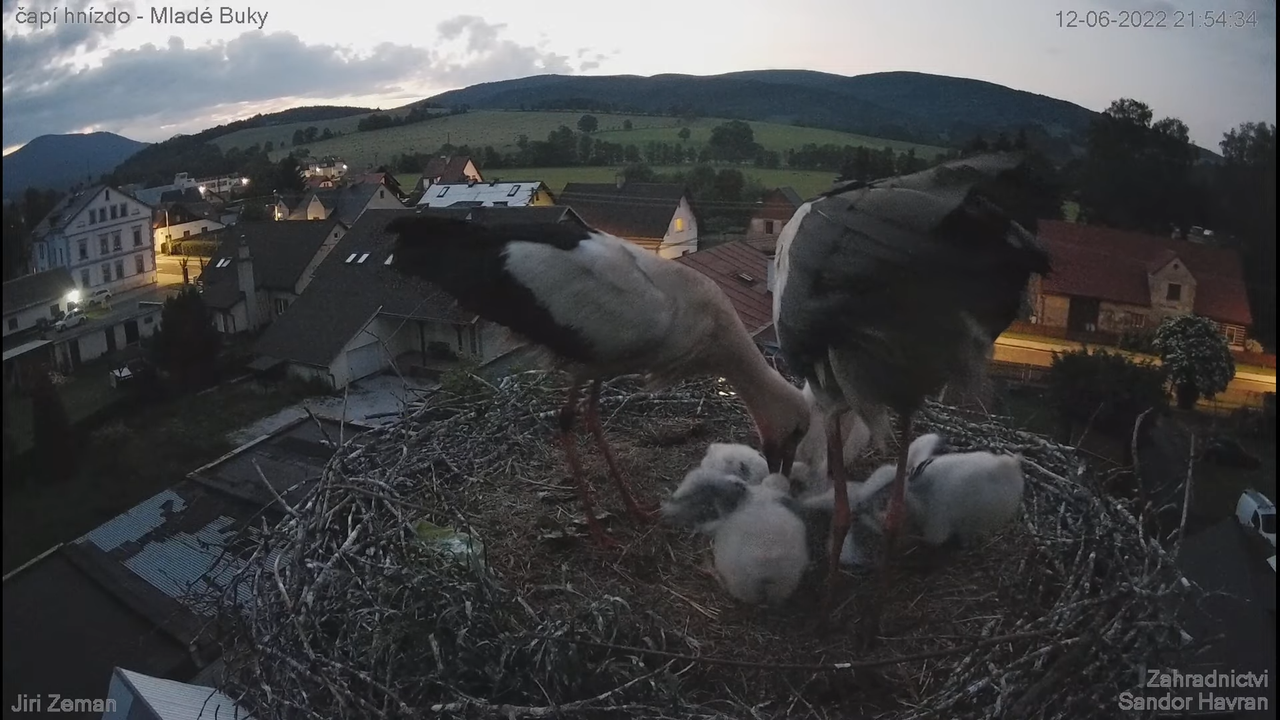 Živá kamera - Mladé Buky - čapí hnízdo 12-50-4 screenshot