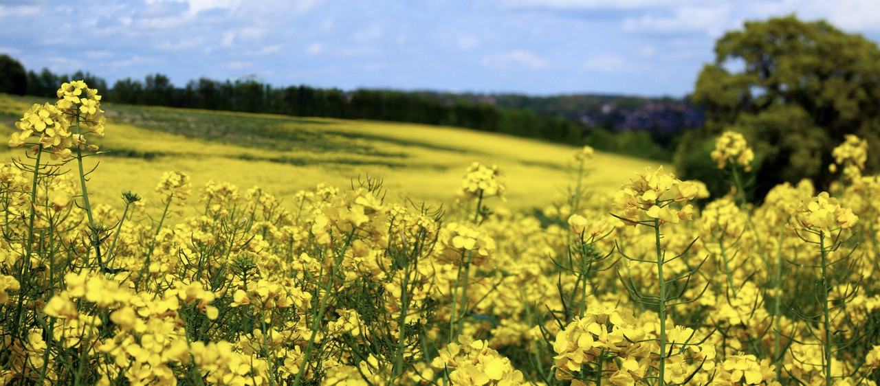 yellowfieldsofgold.jpg