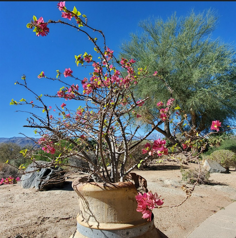 [Image: 20251109CAPalm_Desert103257.jpg]