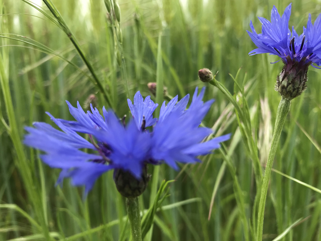 5E81F527-46A9-46B1-90FB-C70E90BFC88B