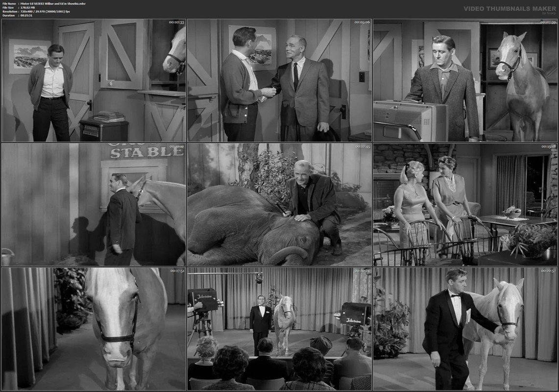 Mister Ed S03E03 Wilbur and Ed in Showbiz.mkv