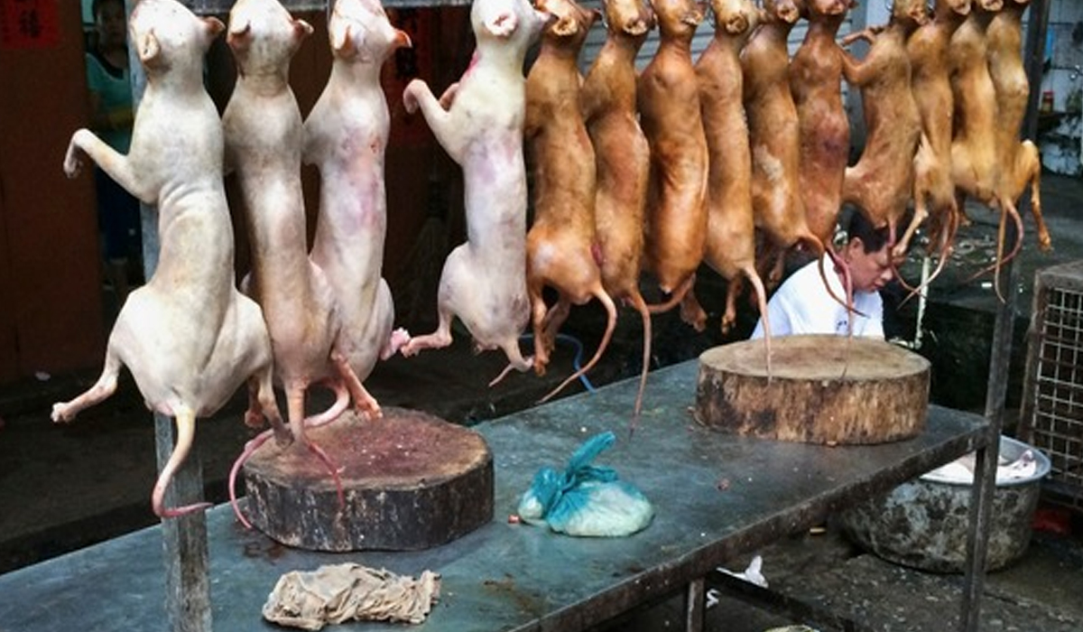 Thịt meo: Salah Satu Makanan Ekstrem yang Berasal dari Vietnam!