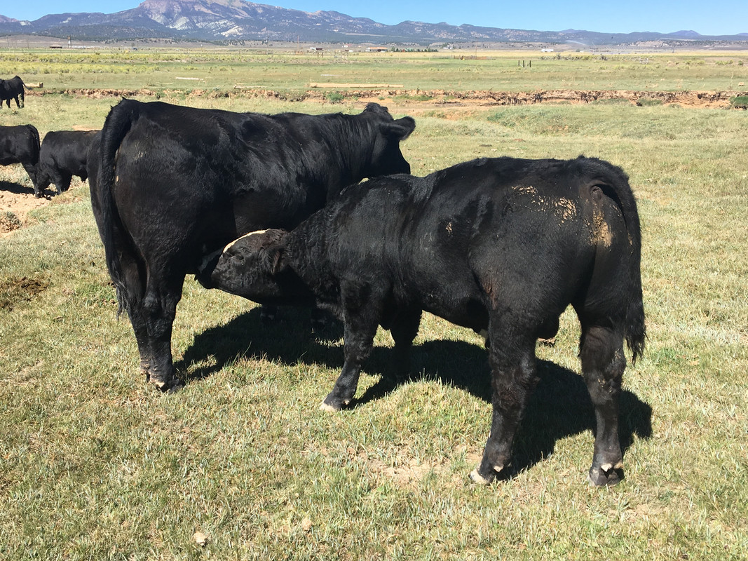 1 E8 DCA8 E 8351 4 F44 95 EB 1 AC7 CAA2 E05 E — Postimages