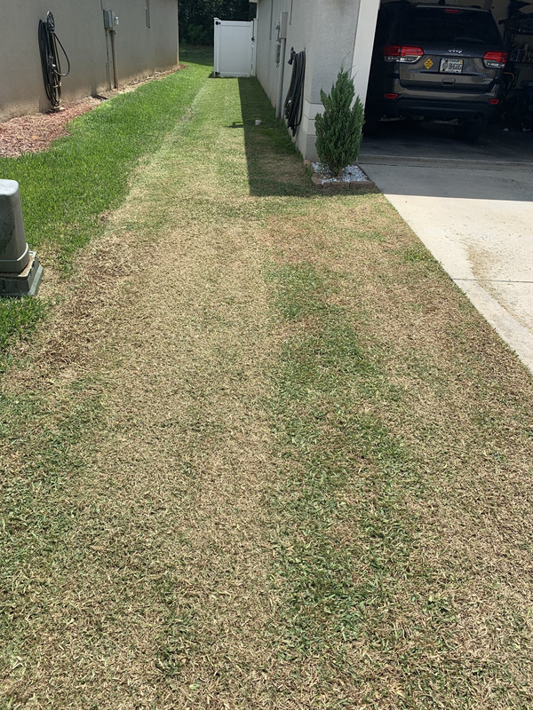 Removing dead st Augustine | Lawn Care Forum