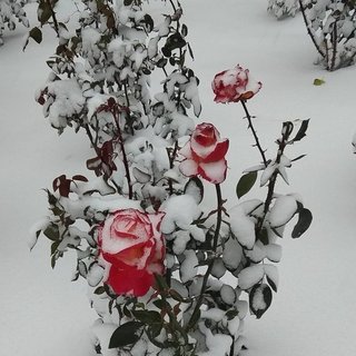 «Хочу оценок для своей ебливой жены» (присланное)