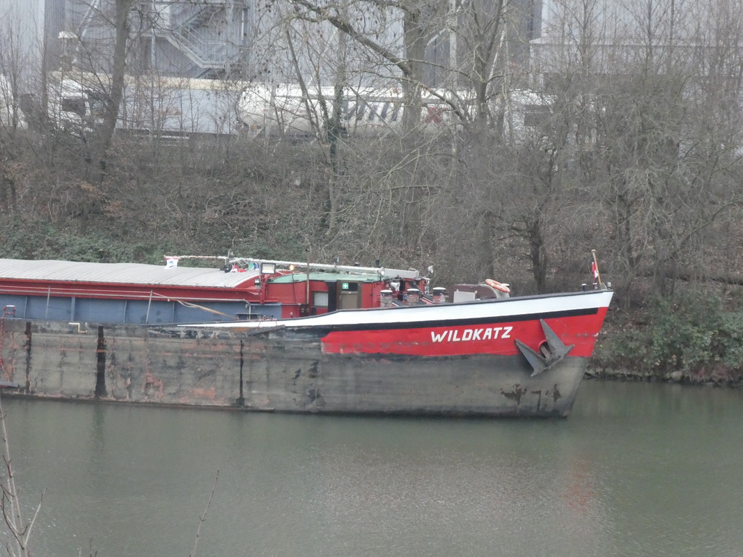 2021.01.15e Wildkatz (1440x1080)