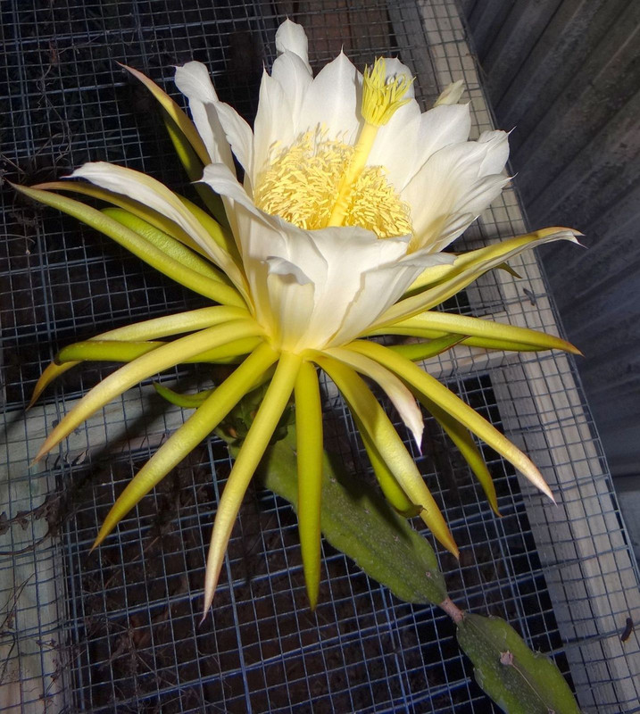 PitayaFlower2