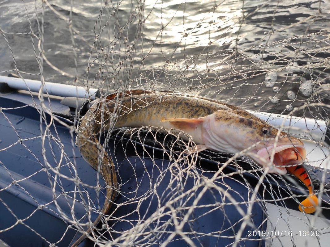 налим джиг спиннинг рыбалка  блесна воблер катушка  судак щука о