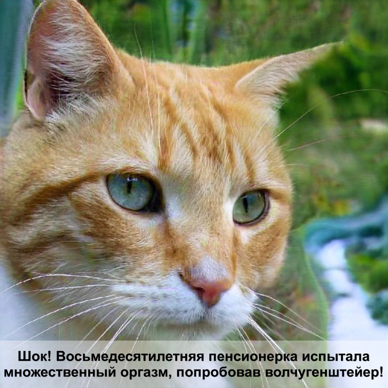 одежда для кошек