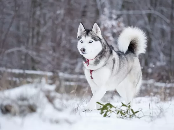 [Image: husky-facts-with-pictures-and-video-6694...70190.webp]