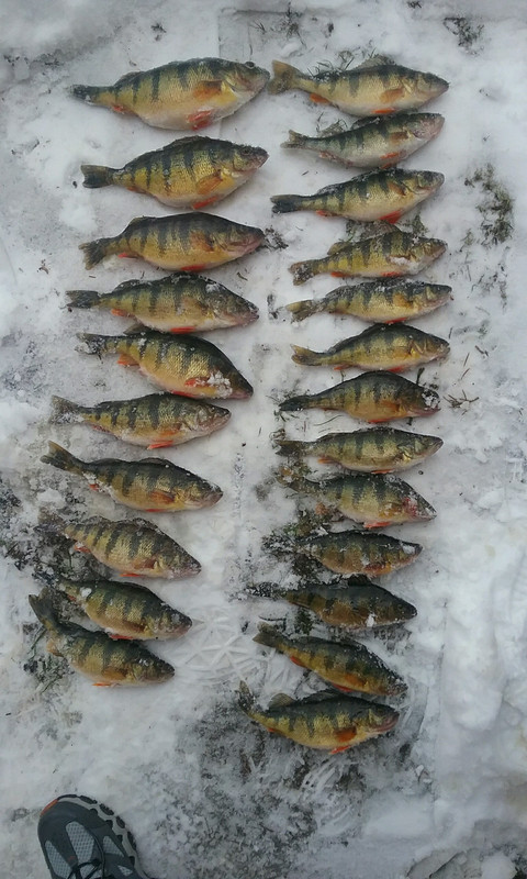 Honeoye perch 3-1-19