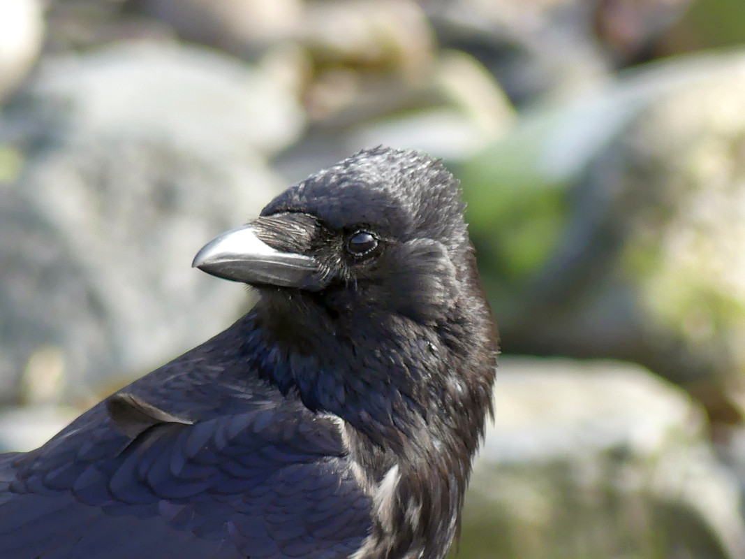 CROW 2