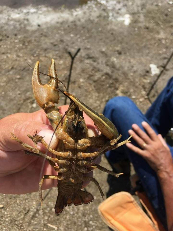 67889067_485494235357010_6935412605741694976_n