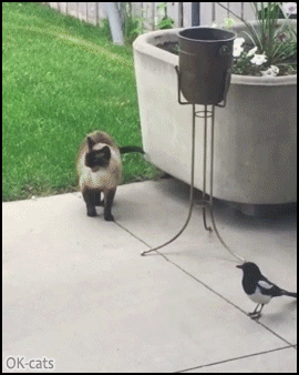 Funny-Cat-GIF-Naughty-magpie-grabs-cat-by-the-tail-Leave-me-alone-silly-bird.gif