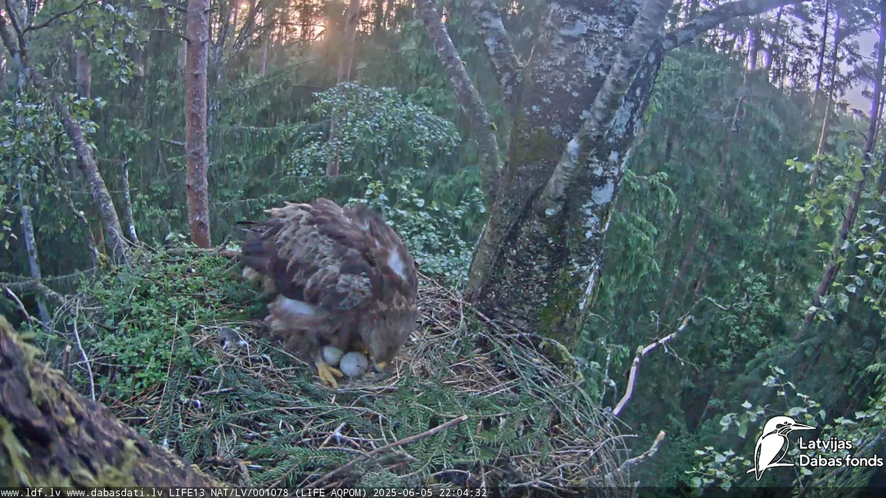 Mazais ērglis (Clanga pomarina), ligzda bērzā 13-22-2 screenshot