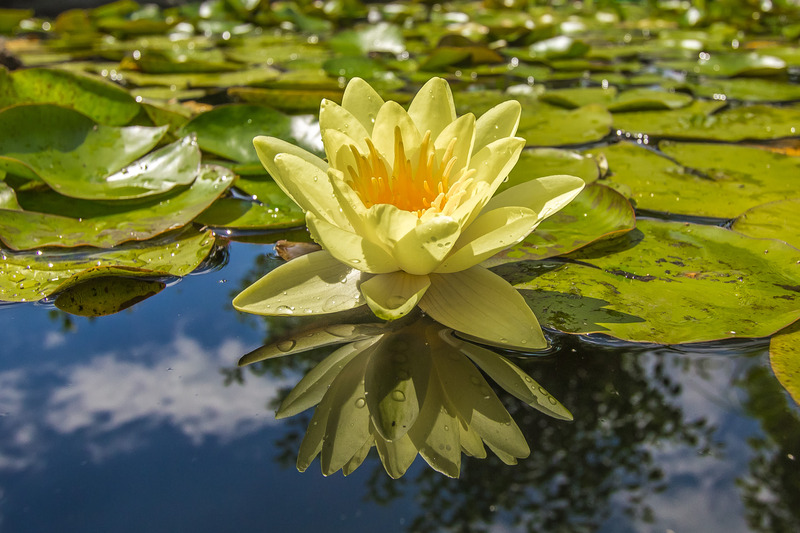 flowerslily-Flower.jpg