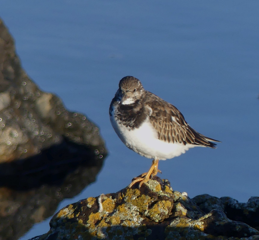DUNLIN 1
