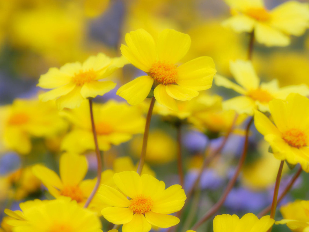 1600x1200 Spring 0008