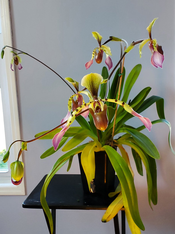 Paph-lowii-july-20-Copy.jpg