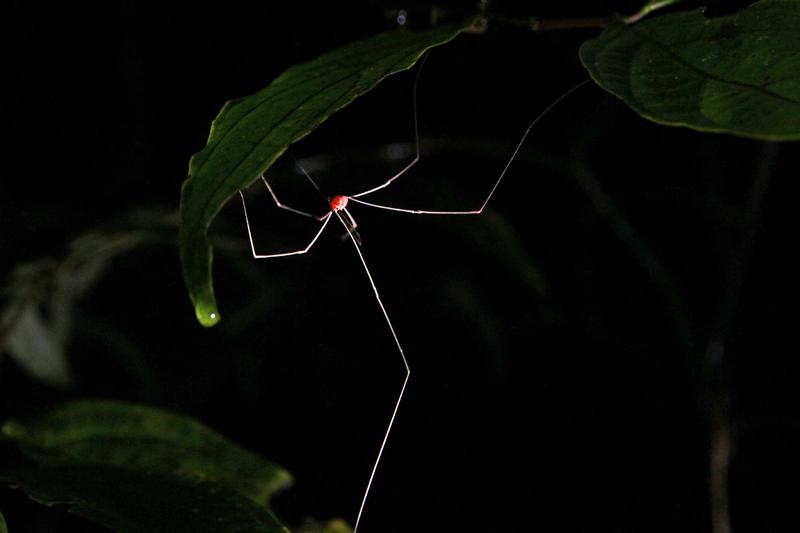 DE TORTUGAS Y PEREZOSOS. COSTA RICA 2019 - Blogs de Costa Rica - DIA 11: TIROLINAS EN MONTEVERDE Y TOUR NOCTURNO POR LA SELVA (57)