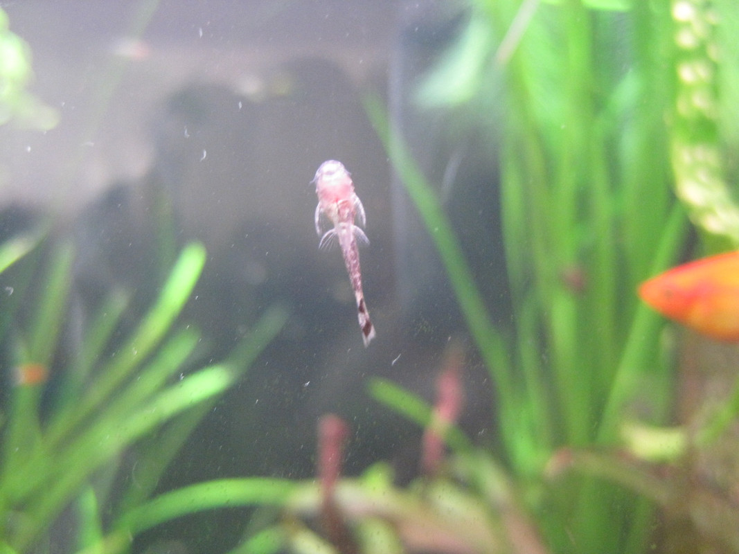 шадравани 108