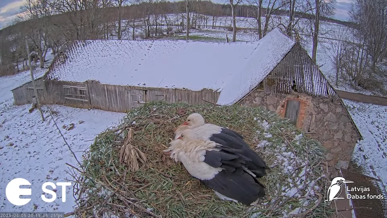 (3) Baltie stārķi (Ciconia ciconia) Tukuma novadā __ White storks in Tukums, Latvia - YouTube - 899_