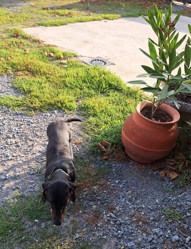 [Image: 20240827-190604.jpg]