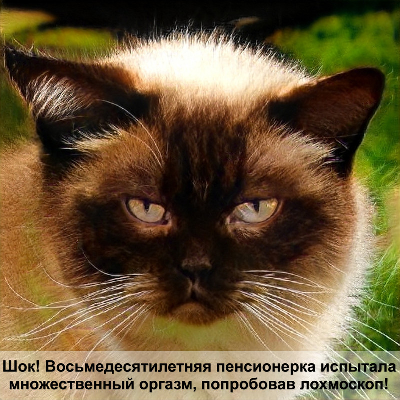 гурме для кошек