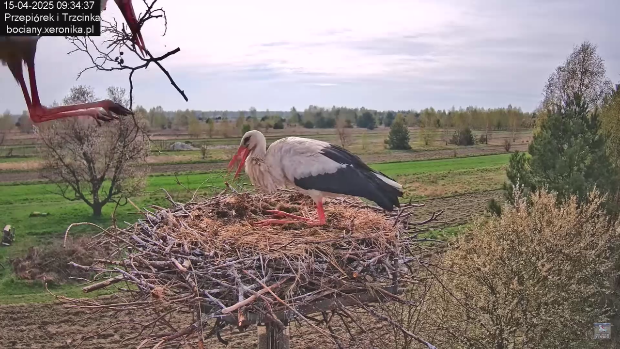 Bociany w Trzcińcu Rozbudowa gniazda 15042025