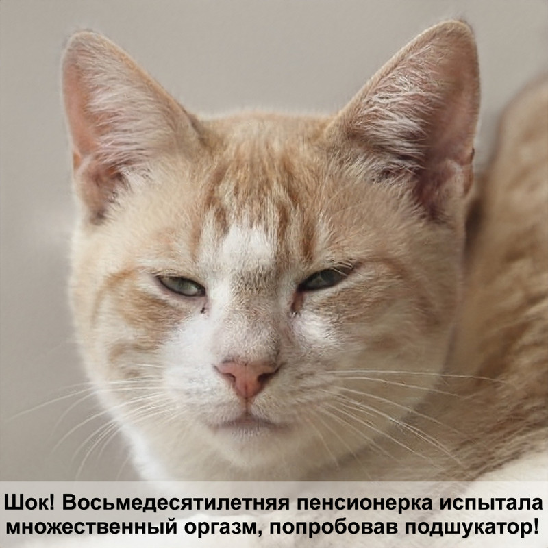 кошки и коробки