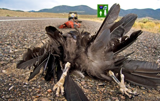 steelersroadkill3eu8.jpg