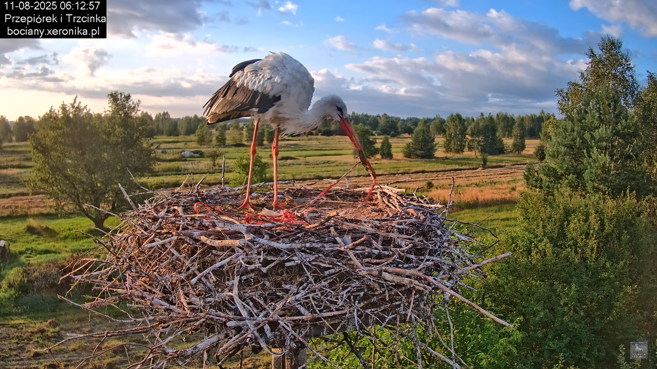 11082025bociany7